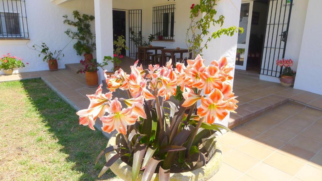 Hotel Casa Fina - Adults Recommended Conil De La Frontera Eksteriør bilde